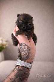 Cucciola spitz di pomerania