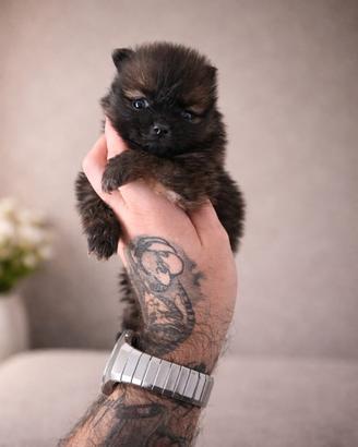 Cucciola spitz di pomerania