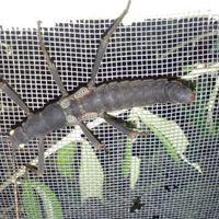 Peruphasa Scultei