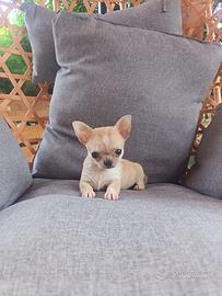 Cucciole di chihuahua femmine