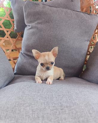 Cucciole di chihuahua femmine