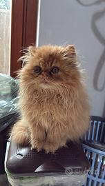 Gatto per accoppiamento