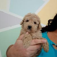 Cucciola di barboncina disponibile