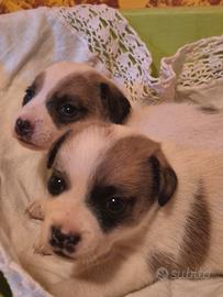 Cucciole Jack Russel