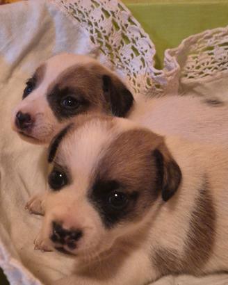 Cucciole Jack Russel