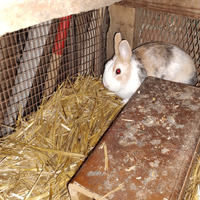 Coniglietto domestico tricolore nano