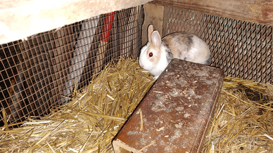 Coniglietto domestico tricolore nano