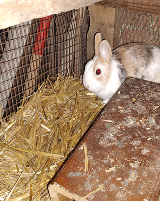 Coniglietto domestico tricolore nano