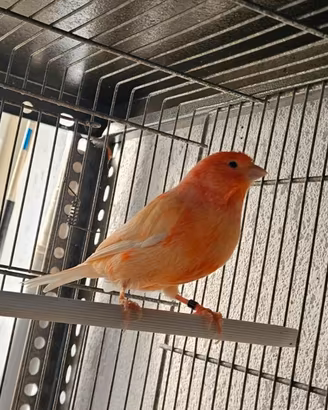 Canarino rosso brinato anellato FOI 2025