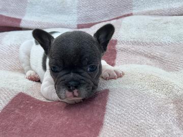 Cucciola bulldog francese bianco blu