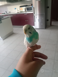 Cocorita allevata a mano