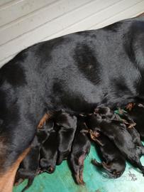 Cuccioli rottweiler