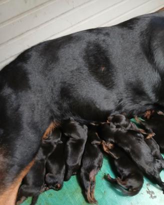 Cuccioli rottweiler
