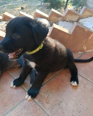 5 cuccioli aspettano una famiglia