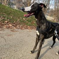 Whippet Maschio per accoppiamento