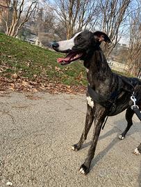 Whippet Maschio per accoppiamento