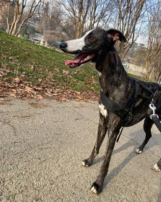 Whippet Maschio per accoppiamento