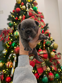 Disponibile cucciolo di bulldog francese