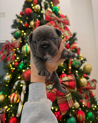 Disponibile cucciolo di bulldog francese