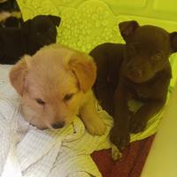 Dono cucciole meticce