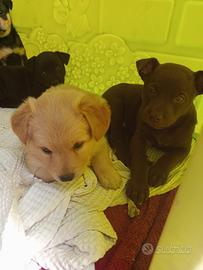 Dono cucciole meticce