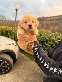 Cuccioli Golden Retriever