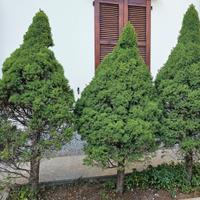 Abeti o pinetti per siepe o bonsai o albero natale