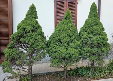 Abeti o pinetti per siepe o bonsai o albero natale