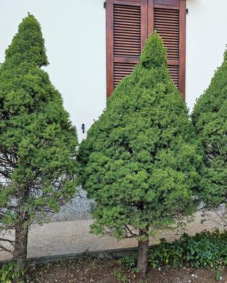 Abeti o pinetti per siepe o bonsai o albero natale