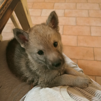 Cuccioli di lupo cecoslovacco