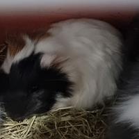 Cuccioli nano testa di leone e ariete e altro