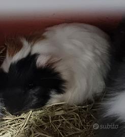 Cuccioli nano testa di leone e ariete e altro