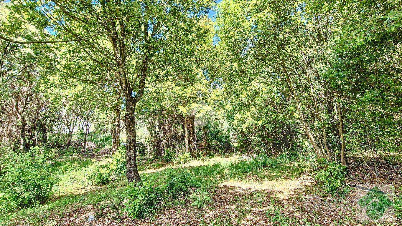 TER. AGRICOLO A LUOGOSANTO - Vista 5