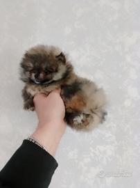 Volpino Pomerania maschio