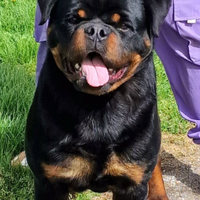 Cuccioli di rottweiler