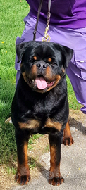 Cuccioli di rottweiler