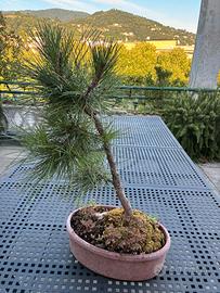 Bonsai di Pino