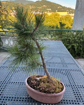 Bonsai di Pino