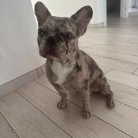 Monta bulldog francese