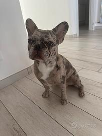 Monta bulldog francese