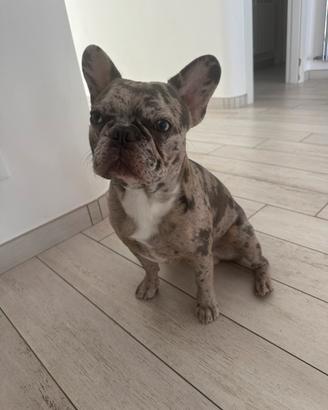 Monta bulldog francese