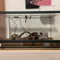 Terrario in vetro 60x40x30