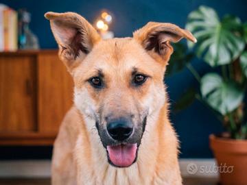 MILO Cane buonissimo maschio Cucciolone di 15 mesi