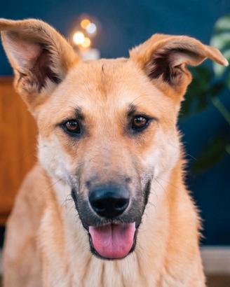MILO Cane buonissimo maschio Cucciolone di 15 mesi
