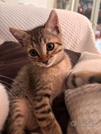 Gatto dolcissimo e giocherellone