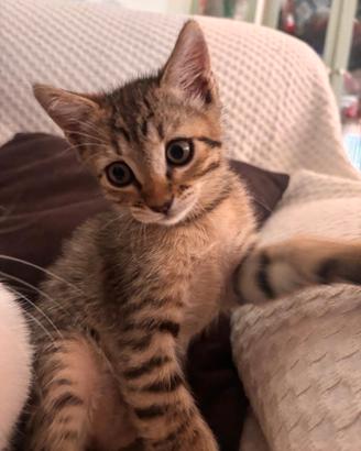 Gatto dolcissimo e giocherellone