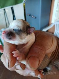 Chihuahua