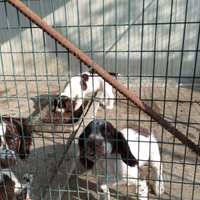 Cuccioli di springer