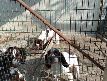 Cuccioli di springer