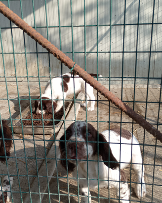 Cuccioli di springer